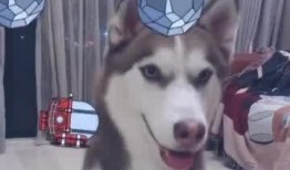 哈士奇游戏爆料视频在线观看,揭秘神秘游戏内容与玩法